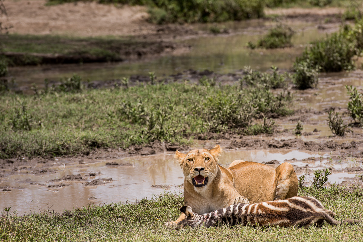 This young lioness mother (whose cubs are carefully hidden in thick brush nearby) took advantage - seconds before this photo was made - of an unsuspecting herd of wildebeest and zebra in a waterhole. After capturing the next meal for herself & her cubs, she rests before dragging her capture to her hiding place.